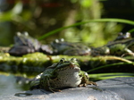 FZ007991 Marsh frogs (Pelophylax ridibundus) on ledge.jpg